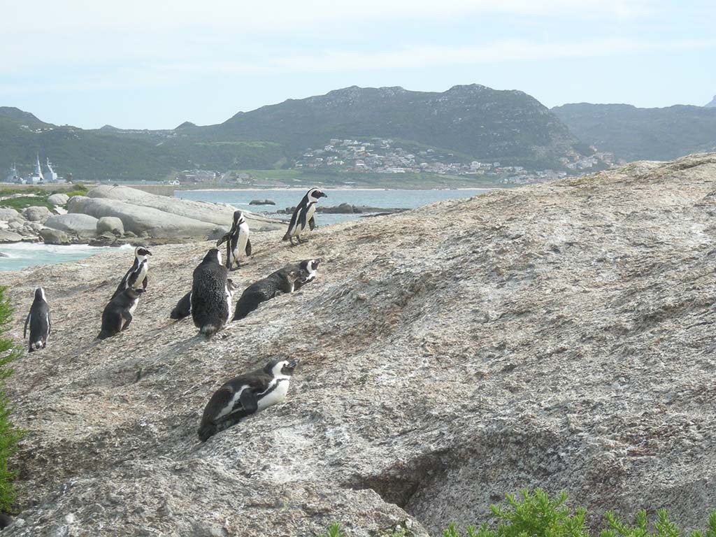 Simons Town Kaaps schiereiland pinguïns kijken© Wilma Lankhorst