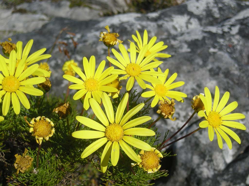 de eerste voorjaarsbloemen in Nationaal Park West Coast in Zuid-Afrika © Wilma Lankhorst