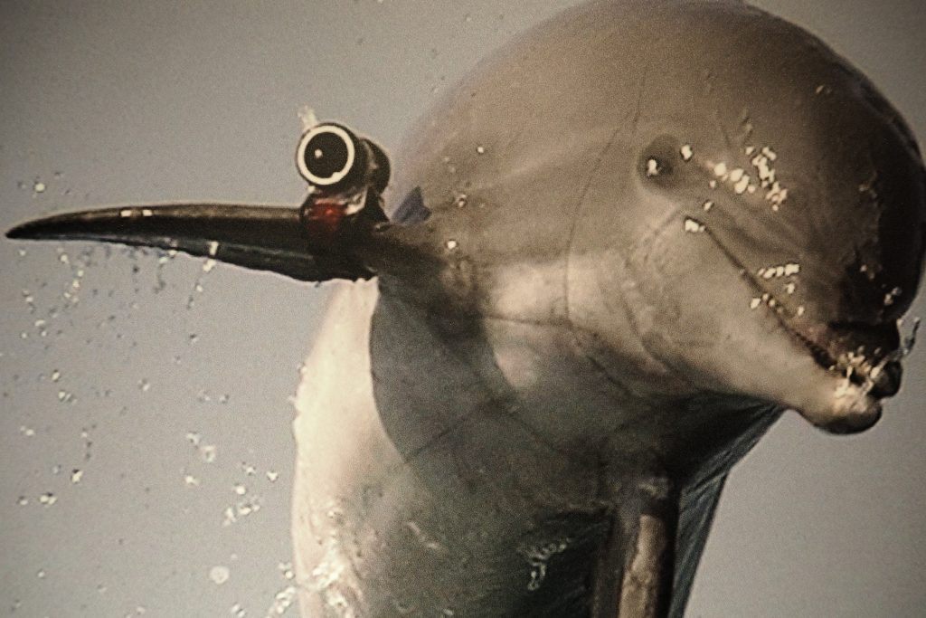 Dolfijnen brengen met een camera op een vin de onderwaterwereld in beeld Spy Museum - foto Wilma Lankhorst