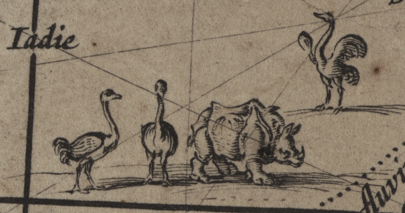 Wereldkaart-Joan-Blaeu-detail-met-struisvogels-en-neushoorn
