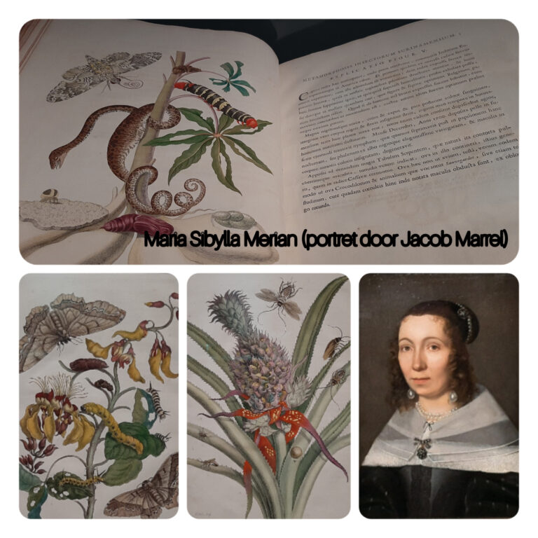 Bucerius Geniale vrouwen Maria Sibylla Merian © collage Wilma_Lankhorst